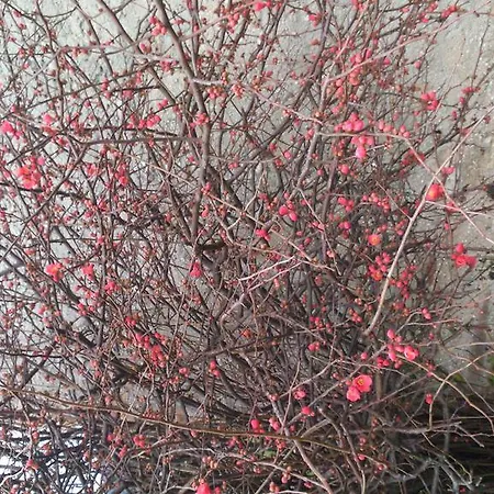 Antica Dimora Casa di campagna Sarnano