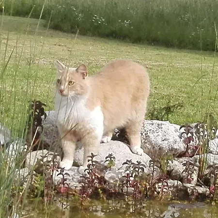 Casa di campagna Antica Dimora *